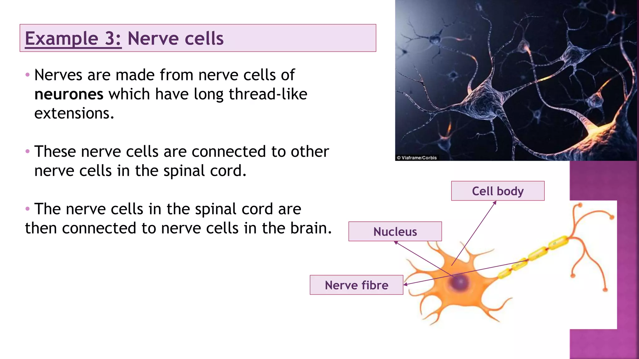 Example 3: Nerve cells
• Nerves are made from nerve cells of
neurones which have long thread-like
extensions.
• These nerve cells are connected to other
nerve cells in the spinal cord.
• The nerve cells in the spinal cord are
then connected to nerve cells in the brain.
Cell body
Nucleus
Nerve fibre
 