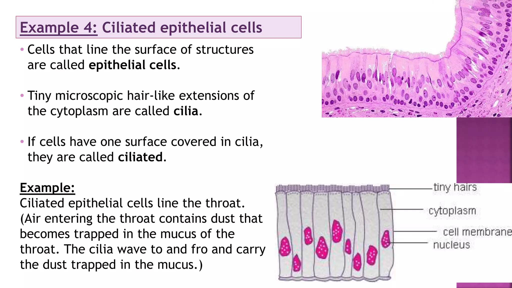 Example 4: Ciliated epithelial cells
• Cells that line the surface of structures
are called epithelial cells.
• Tiny microscopic hair-like extensions of
the cytoplasm are called cilia.
• If cells have one surface covered in cilia,
they are called ciliated.
Example:
Ciliated epithelial cells line the throat.
(Air entering the throat contains dust that
becomes trapped in the mucus of the
throat. The cilia wave to and fro and carry
the dust trapped in the mucus.)
 