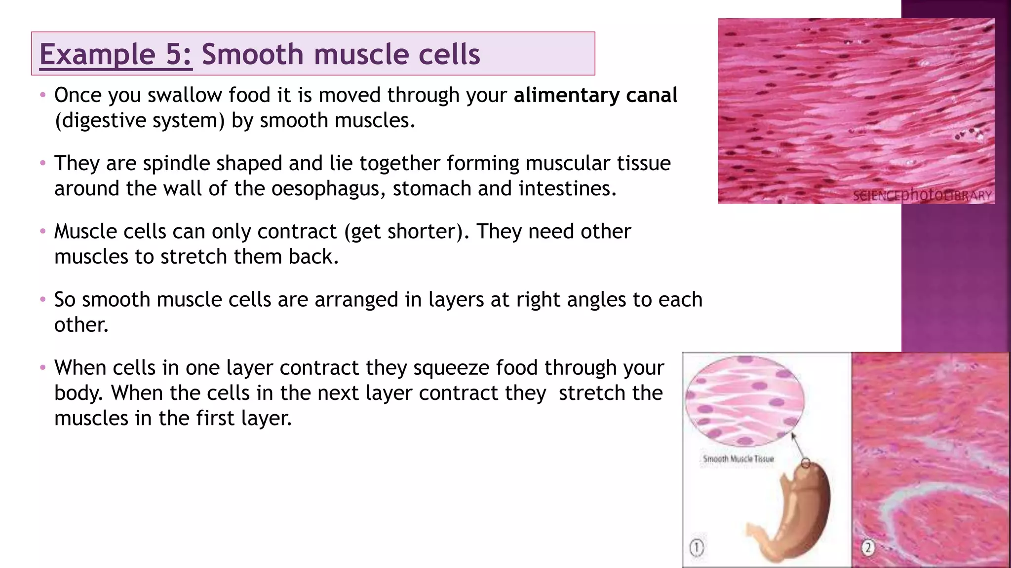 Example 5: Smooth muscle cells
• Once you swallow food it is moved through your alimentary canal
(digestive system) by smooth muscles.
• They are spindle shaped and lie together forming muscular tissue
around the wall of the oesophagus, stomach and intestines.
• Muscle cells can only contract (get shorter). They need other
muscles to stretch them back.
• So smooth muscle cells are arranged in layers at right angles to each
other.
• When cells in one layer contract they squeeze food through your
body. When the cells in the next layer contract they stretch the
muscles in the first layer.
 