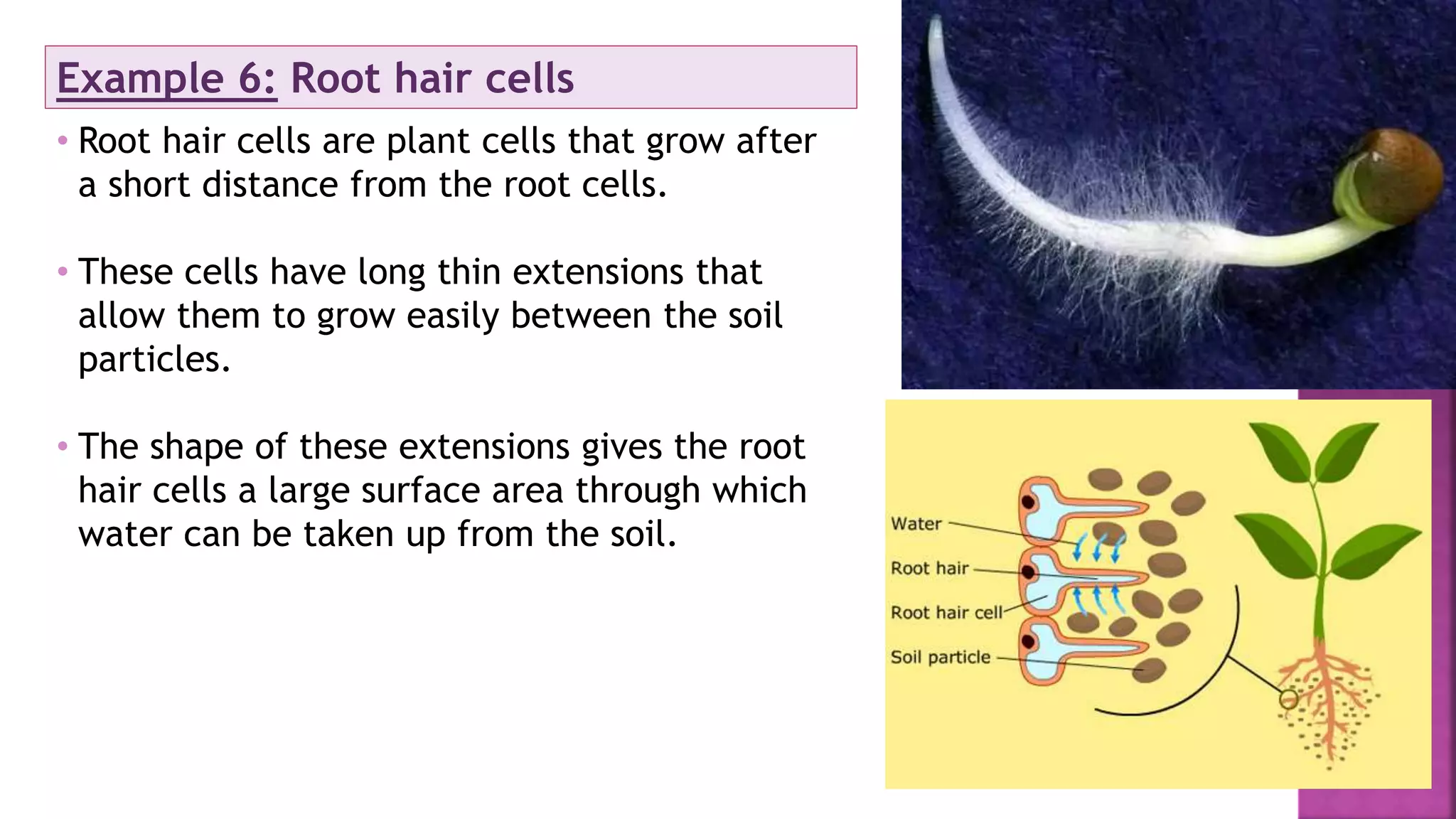 Example 6: Root hair cells
• Root hair cells are plant cells that grow after
a short distance from the root cells.
• These cells have long thin extensions that
allow them to grow easily between the soil
particles.
• The shape of these extensions gives the root
hair cells a large surface area through which
water can be taken up from the soil.
 