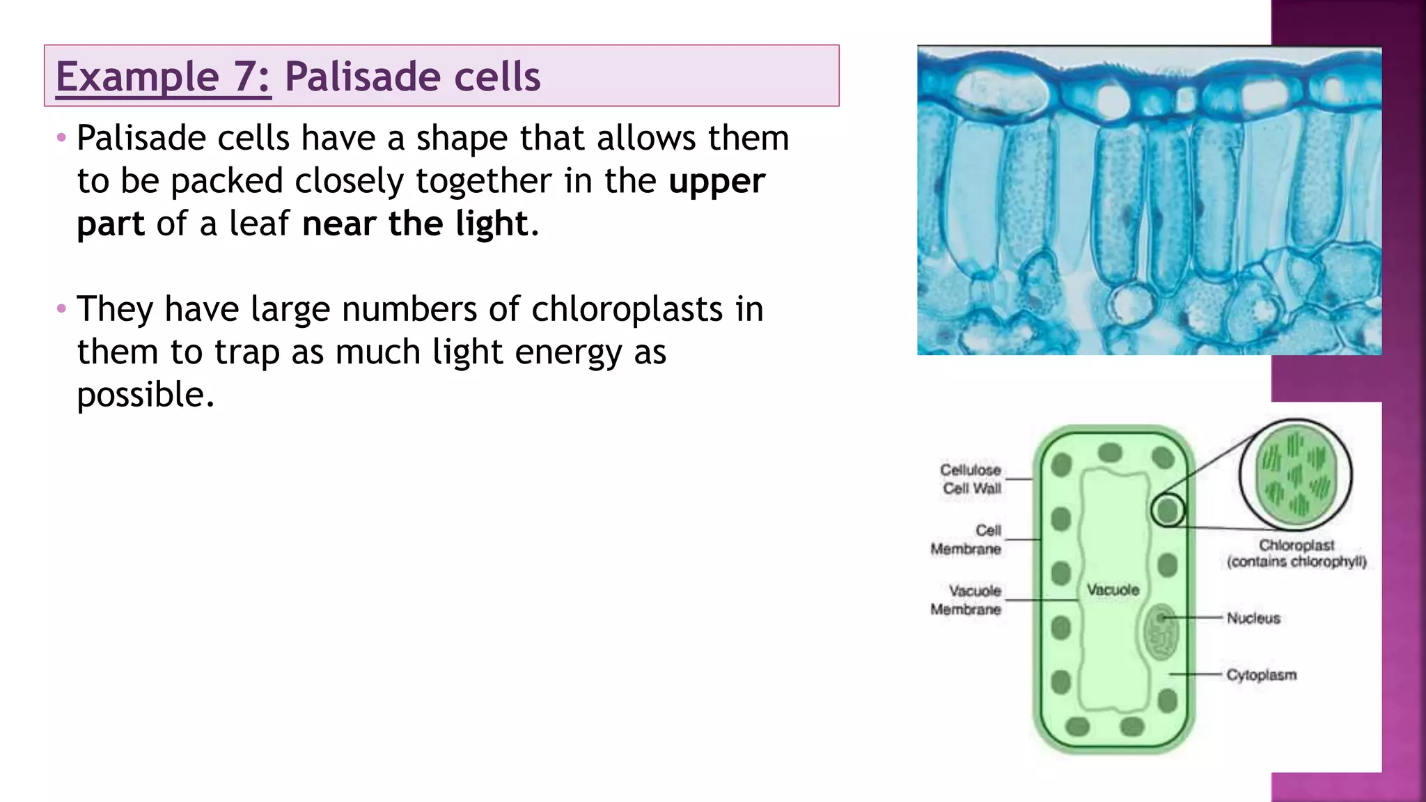 Example 7: Palisade cells
• Palisade cells have a shape that allows them
to be packed closely together in the upper
part of a leaf near the light.
• They have large numbers of chloroplasts in
them to trap as much light energy as
possible.
 