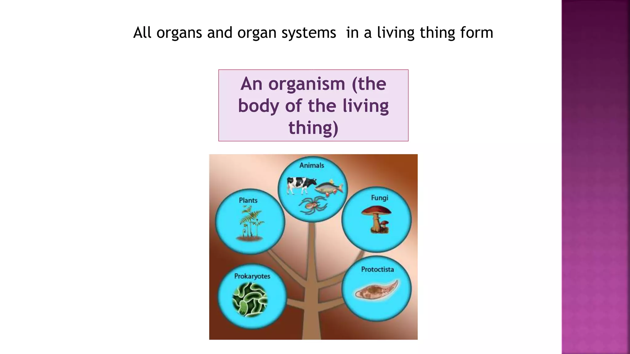 All organs and organ systems in a living thing form
An organism (the
body of the living
thing)
 