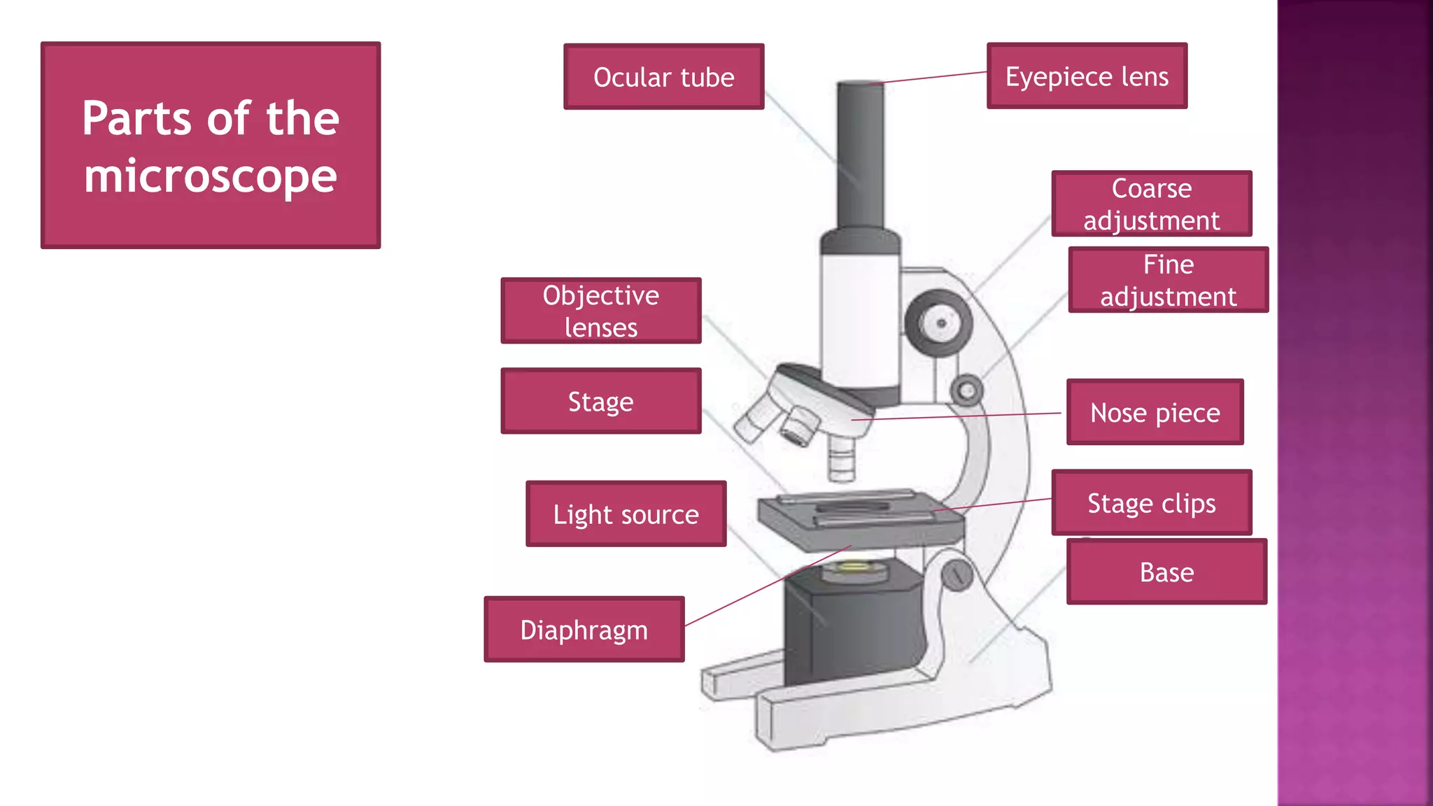 Parts of the
microscope
Ocular tube Eyepiece lens
Coarse
adjustment
Fine
adjustmentObjective
lenses
Stage
Stage clipsLight source
Base
Nose piece
Diaphragm
 