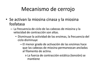 Mecanismo de cerrojo
• Se activan la miosina cinasa y la miosina
fosfatasa
– La frecuencia de ciclo de las cabezas de miosina y la
velocidad de contracción son altas.
• Disminuye la actividad de las enzimas, la frecuencia del
ciclo disminuye
– El menor grado de activación de las enzimas hace
que las cabezas de miosina permanezcan ancladas
al filamento de actina.
» La fuerza de contracción estática (tensión) se
mantiene
 