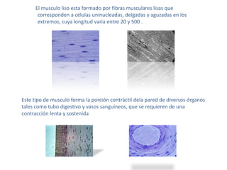 El musculo liso esta formado por fibras musculares lisas que
corresponden a células uninucleadas, delgadas y aguzadas en los
extremos, cuya longitud varia entre 20 y 500 .
Este tipo de musculo forma la porción contráctil dela pared de diversos órganos
tales como tubo digestivo y vasos sanguíneos, que se requieren de una
contracción lenta y sostenida
 