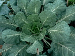 16) collards