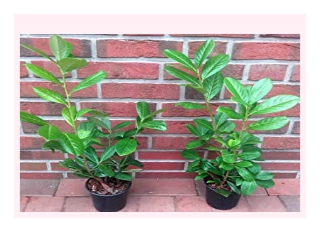 Sell 40 Kirschlorbeer Pflanzen H He 40 50 Cm Ab Topf Prunus Lauroc