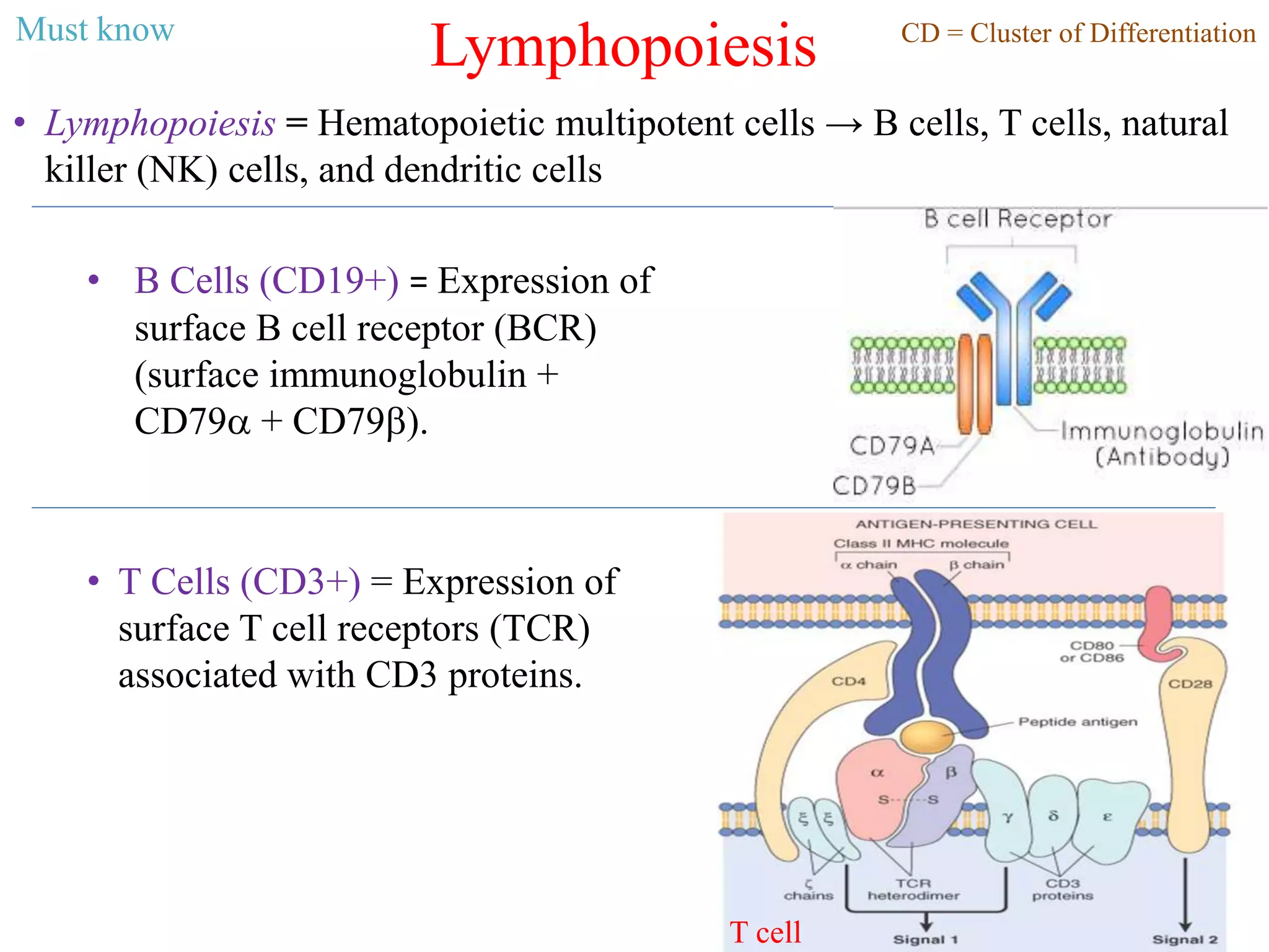 Lymphopoiesis
• Lymphopoiesis = Hematopoietic multipotent cells → B cells, T cells, natural
killer (NK) cells, and dendritic cells
• B Cells (CD19+) = Expression of
surface B cell receptor (BCR)
(surface immunoglobulin +
CD79a + CD79b).
• T Cells (CD3+) = Expression of
surface T cell receptors (TCR)
associated with CD3 proteins.
CD = Cluster of DifferentiationMust know
T cell
 