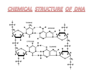 DNA Structure
