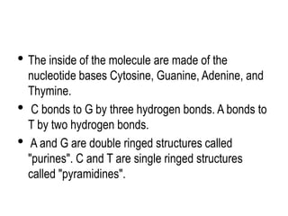 • The inside of the molecule are made of the
nucleotide bases Cytosine, Guanine, Adenine, and
Thymine.
• C bonds to G by three hydrogen bonds. A bonds to
T by two hydrogen bonds.
• A and G are double ringed structures called
"purines". C and T are single ringed structures
called "pyramidines".
 