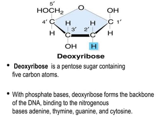 • Deoxyribose is a pentose sugar containing
five carbon atoms.
• With phosphate bases, deoxyribose forms the backbone
of the DNA, binding to the nitrogenous
bases adenine, thymine, guanine, and cytosine.
 