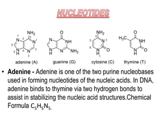 • Adenine - Adenine is one of the two purine nucleobases
used in forming nucleotides of the nucleic acids. In DNA,
adenine binds to thymine via two hydrogen bonds to
assist in stabilizing the nucleic acid structures.Chemical
Formula C5H5N5.
 