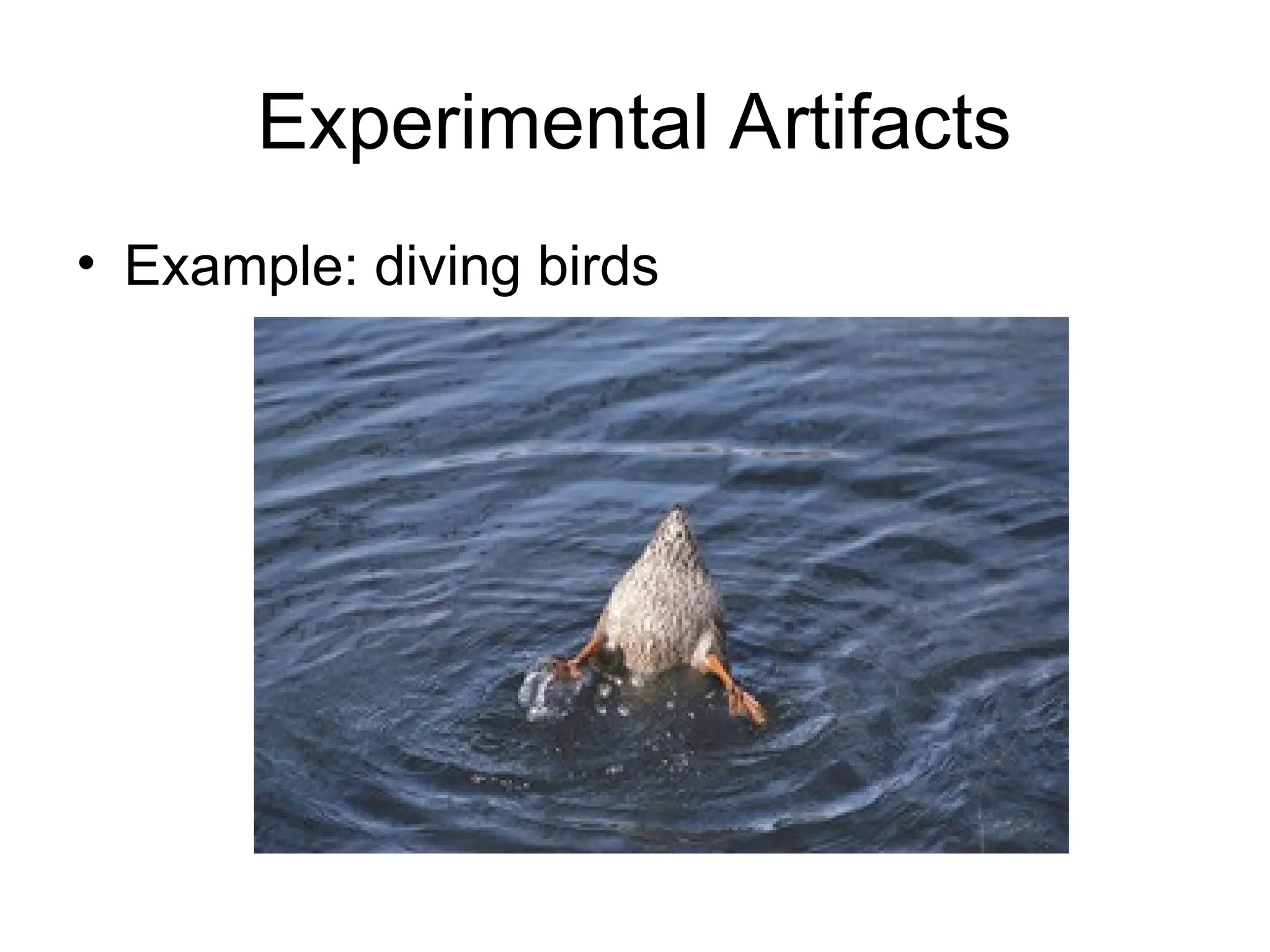 Experimental Artifacts
• Example: diving birds
 