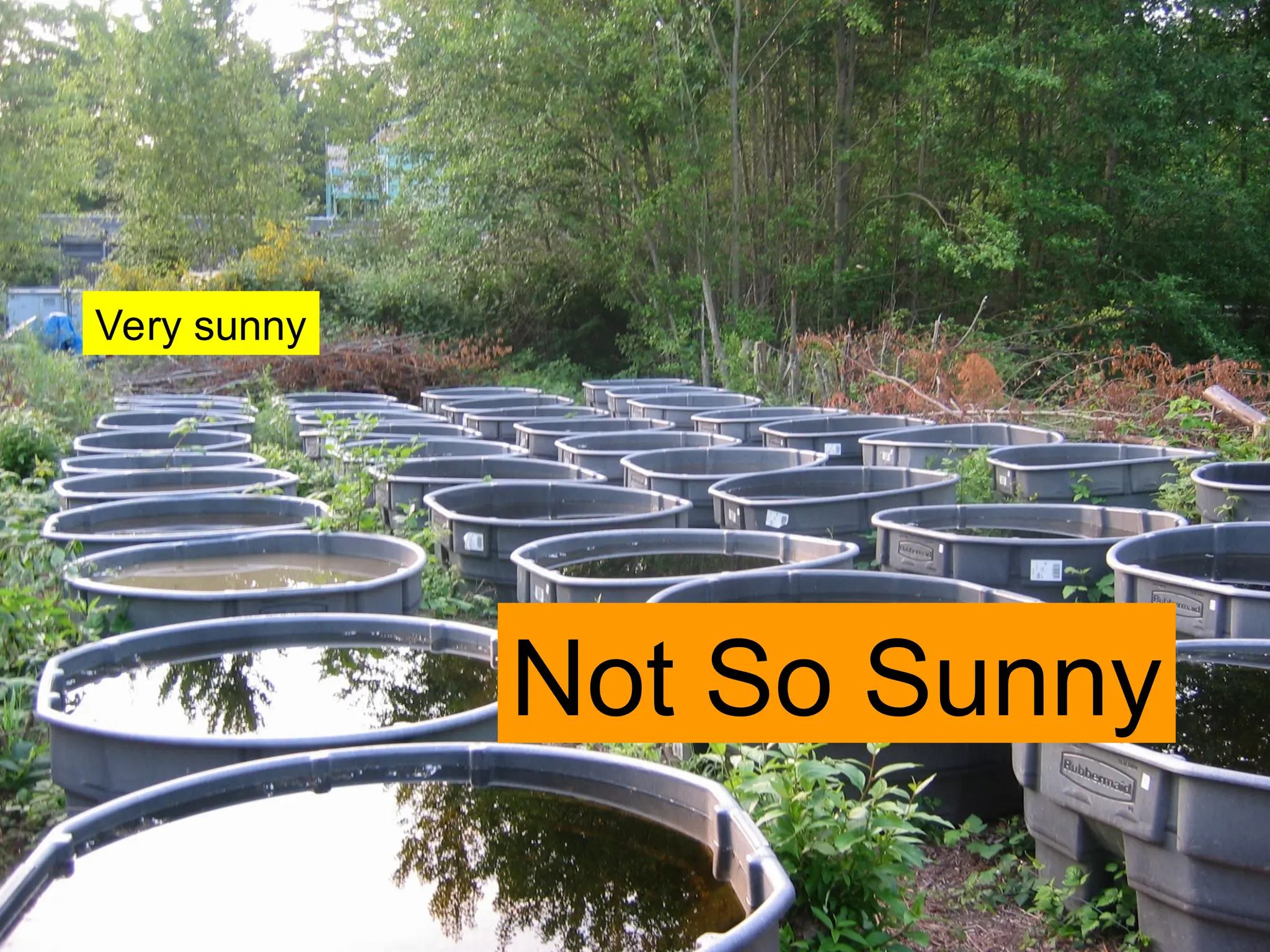 Very sunny
Not So Sunny
 