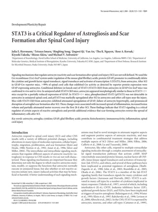 Development/Plasticity/Repair
STAT3 is a Critical Regulator of Astrogliosis and Scar
Formation after Spinal Cord Injury
Julia E. Herrmann,1 Tetsuya Imura,1 Bingbing Song,1 Jingwei Qi,1 Yan Ao,1 Thu K. Nguyen,1 Rose A. Korsak,1
Kiyoshi Takeda,2 Shizuo Akira,3 and Michael V. Sofroniew1
1Department of Neurobiology, David Geffen School of Medicine, University of California, Los Angeles, Los Angeles, California 90095-1763, 2Department of
Molecular Genetics, Medical Institute of Bioregulation, Kyushu University, Fukuoka 812-8581, Japan, and 3Department of Host Defense, Research Institute
for Microbial Diseases, Osaka University, Osaka 565-0871, Japan
Signalingmechanismsthatregulateastrocytereactivityandscarformationafterspinalcordinjury(SCI)arenotwelldefined.Weusedthe
Cre recombinase (Cre)-loxP system under regulation of the mouse glial fibrillary acidic protein (GFAP) promoter to conditionally delete
the cytokine and growth factor signal transducer, signal transducer and activator of transcription 3 (STAT3), from astrocytes. After SCI
in GFAP-Cre reporter mice, Ͼ99% of spinal cord cells that exhibited Cre activity as detected by reporter protein expression were
GFAP-expressing astrocytes. Conditional deletion (or knock-out) of STAT3 (STAT3-CKO) from astrocytes in GFAP-Cre-loxP mice was
confirmedinvivoandinvitro.InuninjuredadultSTAT3-CKOmice,astrocytesappearedmorphologicallysimilartothoseinSTAT3ϩ/ϩ
mice except for a partially reduced expression of GFAP. In STAT3ϩ/ϩ mice, phosphorylated STAT3 (pSTAT3) was not detectable in
astrocytes in uninjured spinal cord, and pSTAT3 was markedly upregulated after SCI in astrocytes and other cell types near the injury.
Mice with STAT3-CKO from astrocytes exhibited attenuated upregulation of GFAP, failure of astrocyte hypertrophy, and pronounced
disruption of astroglial scar formation after SCI. These changes were associated with increased spread of inflammation, increased lesion
volume and partially attenuated motor recovery over the first 28 d after SCI. These findings indicate that STAT3 signaling is a critical
regulator of certain aspects of reactive astrogliosis and provide additional evidence that scar-forming astrocytes restrict the spread of
inflammatory cells after SCI.
Key words: astrocyte; astroglia; cytokine; GFAP; glial fibrillary acidic protein; histochemistry; immunoreactivity; inflammation; spinal
cord injury
Introduction
Astrocytes respond to spinal cord injury (SCI) and other CNS
insults with a variety of different potential changes, including
alterations in many types of molecular expression, cellular hyper-
trophy, migration, proliferation, and scar formation (Reier and
Houle, 1988; Norton et al., 1992; Amat et al., 1996; Silver and
Miller, 2004). The intercellular and intracellular signaling mech-
anisms that regulate different aspects of astrocyte reactivity (as-
trogliosis) in response to CNS insults in vivo are not well charac-
terized. These signaling mechanisms are important because they
determine not only the degree to which reactive astrocytes main-
tain, modify, or suppress the functions that astrocytes normally
execute in uninjured tissue, but also whether or not reactive as-
trocytes initiate new, injury-induced activities that may be bene-
ficial or harmful. A better understanding of such signaling mech-
anisms may lead to novel strategies to attenuate negative aspects
and augment positive aspects of astrocyte reactivity, and may
contribute to combinatorial treatment strategies that address
multiple aspects of SCI (Silver and Miller, 2004; Filbin, 2006;
Cafferty et al., 2008; Lu and Tuszynski, 2008).
Astrocytes, like other cells, respond to multiple extracellular
signaling molecules through a complex assortment of intracellu-
lar signal transduction pathways that activate cAMP, MAP
(microtubule-associated protein) kinases, nuclear factor ␬B (NF-
␬B), Janus kinase-signal transducers and activators of transcrip-
tion (Jak-STATs), and others, and several of these pathways have
been implicated as potential regulators of astrogliosis (Shafit-
Zagardo et al., 1988; John et al., 2003; Brambilla et al., 2005;
Okada et al., 2006). The STAT3 is a member of the Jak-STAT
signaling family that transduces signals for many cytokines and
growth factors (Aaronson and Horvath, 2002). STAT3 is acti-
vated in many cell types by a number of cytokines implicated in
injury responses (Takeda et al., 1997), several of which, including
interleukin-6 (IL-6), CNTF, leukemia inhibitory factor (LIF),
epidermal growth factor (EGF), and TGF␣, have been implicated
as triggers of reactive astrogliosis (Balasingam et al., 1994; Winter
et al., 1995; Klein et al., 1997; Rabchevsky et al., 1998; Levison et
al., 2000; Albrecht et al., 2002). In the CNS, STAT3 is expressed by
astrocytes, neurons, and other cell types (Cattaneo et al., 1999),
Received April 18, 2008; revised May 31, 2008; accepted June 2, 2008.
ThisworkwassupportedbyNationalInstitutesofHealth–NationalInstituteofNeurologicalDisordersandStroke
GrantsNS042693,NS47386,andNS057624,theRomanReedSpinalCordInjuryResearchFundofCalifornia,andthe
Adelson Medical Research Foundation.
CorrespondenceshouldbeaddressedtoMichaelV.Sofroniew,DepartmentofNeurobiology,DavidGeffenSchool
of Medicine, University of California, Los Angeles, 10833 Le Conte Avenue, Los Angeles, CA 90095-1763. E-mail:
sofroniew@mednet.ucla.edu.
DOI:10.1523/JNEUROSCI.1709-08.2008
Copyright © 2008 Society for Neuroscience 0270-6474/08/287231-13$15.00/0
The Journal of Neuroscience, July 9, 2008 • 28(28):7231–7243 • 7231
 