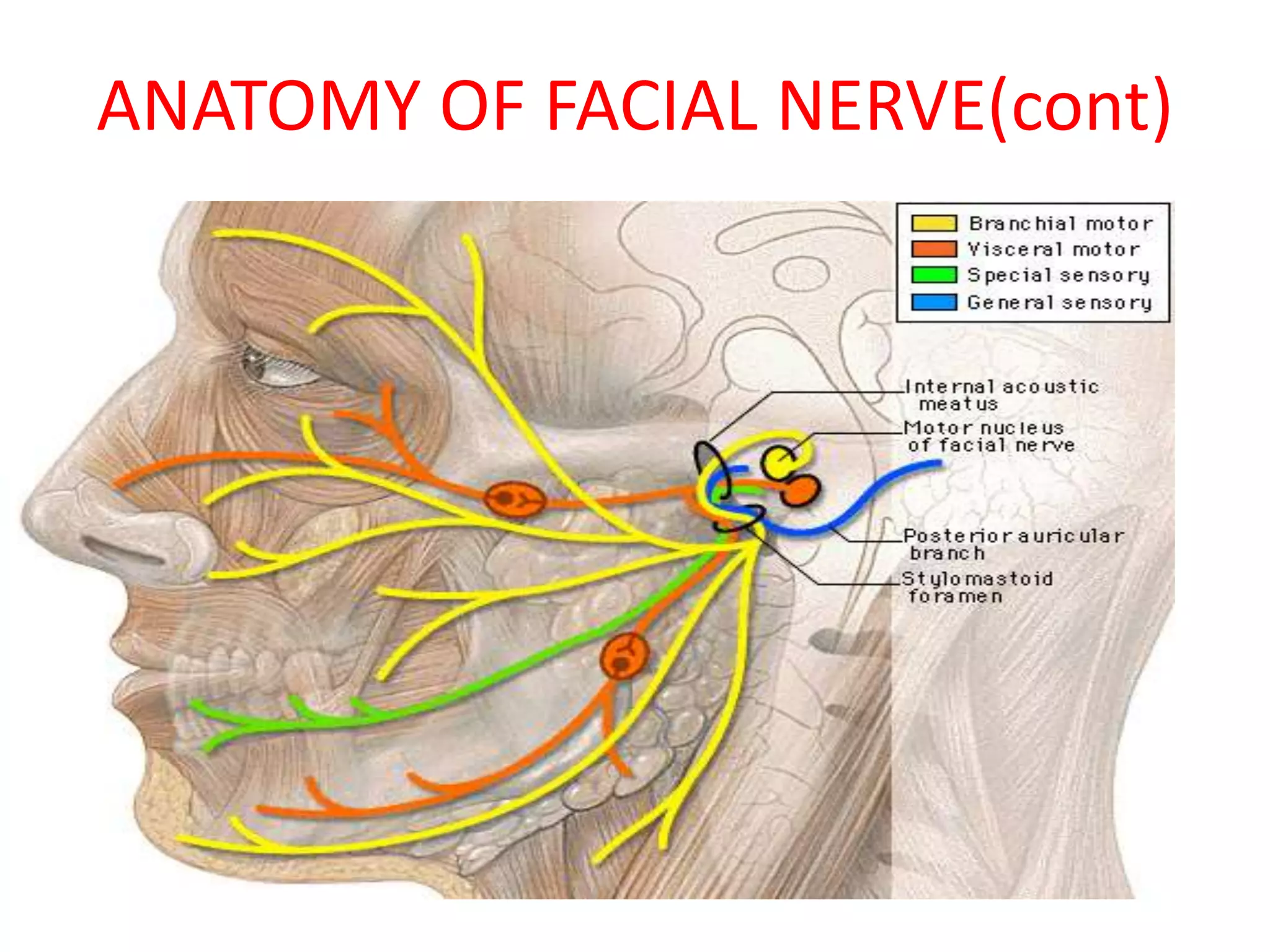 Facial Nerve PPTX