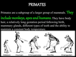 from the beginning of time | PPTX