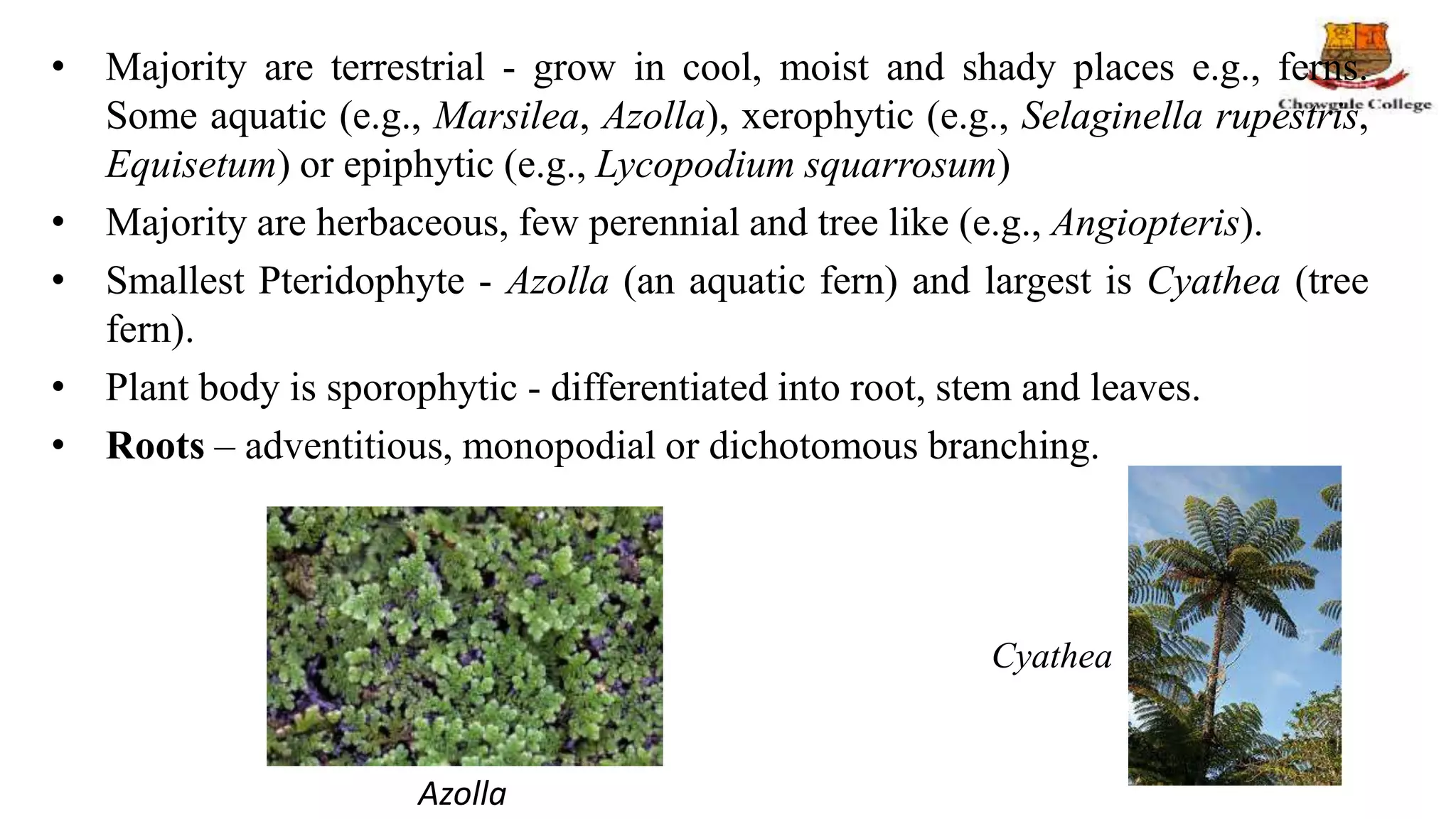 • Majority are terrestrial - grow in cool, moist and shady places e.g., ferns.
Some aquatic (e.g., Marsilea, Azolla), xerophytic (e.g., Selaginella rupestris,
Equisetum) or epiphytic (e.g., Lycopodium squarrosum)
• Majority are herbaceous, few perennial and tree like (e.g., Angiopteris).
• Smallest Pteridophyte - Azolla (an aquatic fern) and largest is Cyathea (tree
fern).
• Plant body is sporophytic - differentiated into root, stem and leaves.
• Roots – adventitious, monopodial or dichotomous branching.
Azolla
Cyathea
 