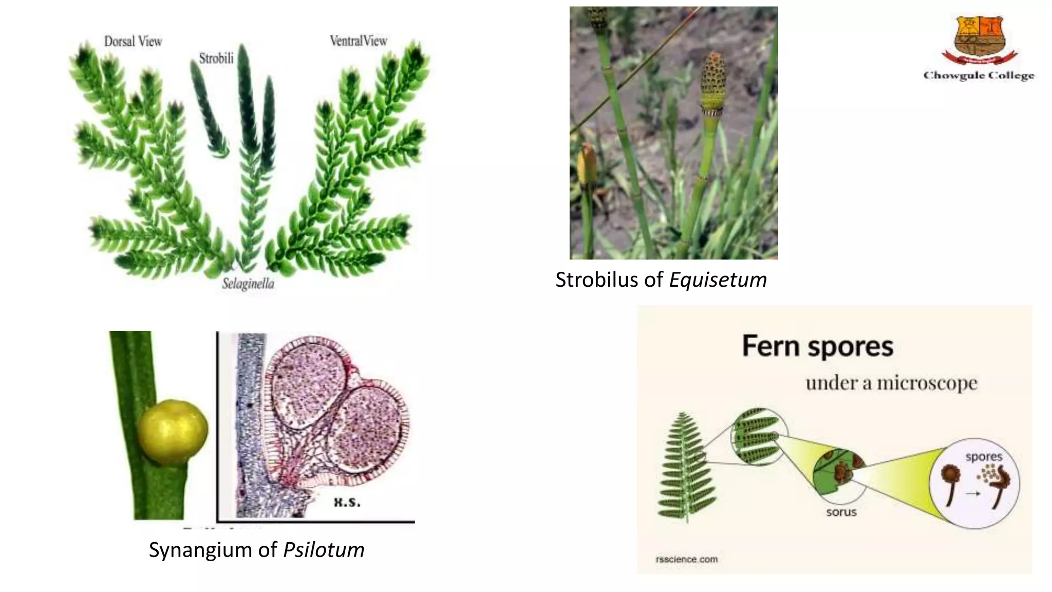 Synangium of Psilotum
Strobilus of Equisetum
 