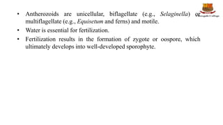 • Antherozoids are unicellular, biflagellate (e.g., Selaginella) or
multiflagellate (e.g., Equisetum and ferns) and motile.
• Water is essential for fertilization.
• Fertilization results in the formation of zygote or oospore, which
ultimately develops into well-developed sporophyte.
 