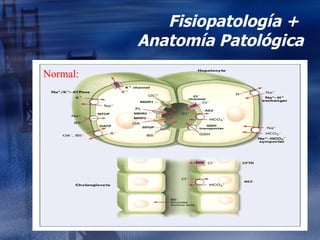 Fisiopatología +  Anatomía Patológica Normal: 