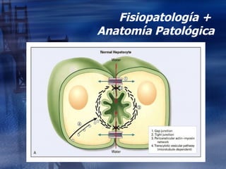 Fisiopatología +  Anatomía Patológica 