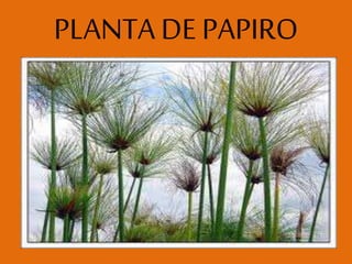 PLANTA DE PAPIRO
 