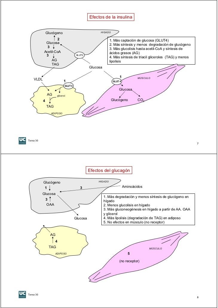 esquema metabolismo celular medicina natural