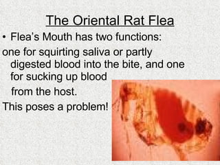 The Oriental Rat Flea Flea’s Mouth has two functions:  one for squirting saliva or partly digested blood into the bite, and one for sucking up blood  from the host. This poses a problem! 