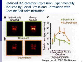 Reduced D2 Receptor Expression Experimentally
Induced by Social Stress and Correlation with
Cocaine Self Administration




                       Morgan, et al., 2002, Nat Neurosci   6
 