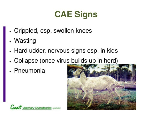 signs of cae in goats signs of cae in goats