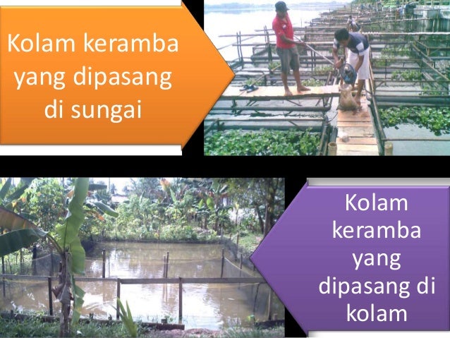 Budidaya Lele Keramba Jaring Apung