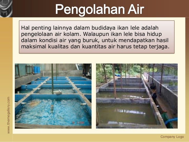 Budidaya Lele Kolam Semen