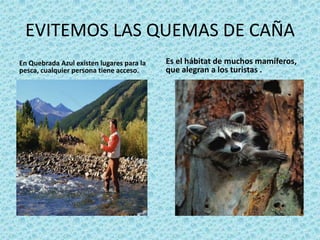 EVITEMOS LAS QUEMAS DE CAÑA
En Quebrada Azul existen lugares para la
pesca, cualquier persona tiene acceso.
Es el hábitat de muchos mamíferos,
que alegran a los turistas .