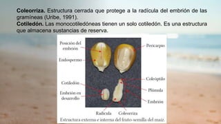 Coleorriza. Estructura cerrada que protege a la radícula del embrión de las
gramíneas (Uribe, 1991).
Cotiledón. Las monocotiledóneas tienen un solo cotiledón. Es una estructura
que almacena sustancias de reserva.
 