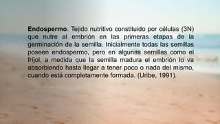 Endospermo. Tejido nutritivo constituido por células (3N)
que nutre al embrión en las primeras etapas de la
germinación de la semilla. Inicialmente todas las semillas
poseen endospermo, pero en algunas semillas como el
fríjol, a medida que la semilla madura el embrión lo va
absorbiendo hasta llegar a tener poco o nada del mismo,
cuando está completamente formada. (Uribe, 1991).
 