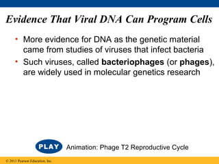 Evidence That Viral DNA Can Program Cells
• More evidence for DNA as the genetic material
came from studies of viruses that infect bacteria
• Such viruses, called bacteriophages (or phages),
are widely used in molecular genetics research
© 2011 Pearson Education, Inc.
Animation: Phage T2 Reproductive Cycle
 