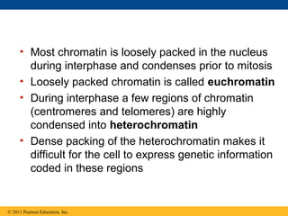 • Most chromatin is loosely packed in the nucleus
during interphase and condenses prior to mitosis
• Loosely packed chromatin is called euchromatin
• During interphase a few regions of chromatin
(centromeres and telomeres) are highly
condensed into heterochromatin
• Dense packing of the heterochromatin makes it
difficult for the cell to express genetic information
coded in these regions
© 2011 Pearson Education, Inc.
 