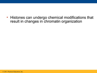 • Histones can undergo chemical modifications that
result in changes in chromatin organization
© 2011 Pearson Education, Inc.
 