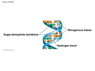 Figure 16.UN02
Sugar-phosphate backbone
Nitrogenous bases
Hydrogen bond
G
G
G
G
C
C
C
C
A
A
A
A
T
T
T
T
 