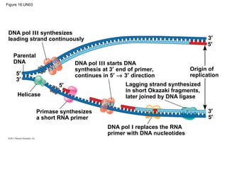 Figure 16.UN03
DNA pol III synthesizes
leading strand continuously
Parental
DNA DNA pol III starts DNA
synthesis at 3′ end of primer,
continues in 5′ → 3′ direction
Origin of
replication
Helicase
Primase synthesizes
a short RNA primer
DNA pol I replaces the RNA
primer with DNA nucleotides
3′
3′
3′
5′
5′
5′
5′
Lagging strand synthesized
in short Okazaki fragments,
later joined by DNA ligase
 