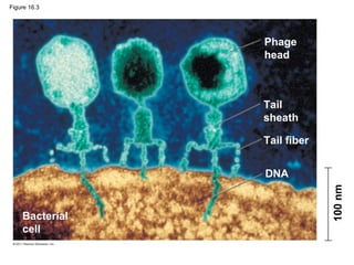 Figure 16.3
Phage
head
Tail
sheath
Tail fiber
DNA
Bacterial
cell
100nm
 