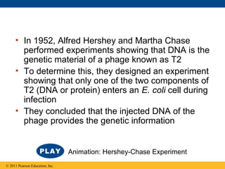 • In 1952, Alfred Hershey and Martha Chase
performed experiments showing that DNA is the
genetic material of a phage known as T2
• To determine this, they designed an experiment
showing that only one of the two components of
T2 (DNA or protein) enters an E. coli cell during
infection
• They concluded that the injected DNA of the
phage provides the genetic information
© 2011 Pearson Education, Inc.
Animation: Hershey-Chase Experiment
 