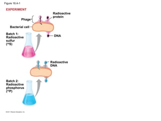 Figure 16.4-1
Bacterial cell
Phage
Batch 1:
Radioactive
sulfur
(35
S)
DNA
Batch 2:
Radioactive
phosphorus
(32
P)
Radioactive
DNA
EXPERIMENT
Radioactive
protein
 