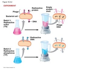 Figure 16.4-2
Bacterial cell
Phage
Batch 1:
Radioactive
sulfur
(35
S)
Radioactive
protein
DNA
Batch 2:
Radioactive
phosphorus
(32
P)
Radioactive
DNA
Empty
protein
shell
Phage
DNA
EXPERIMENT
 