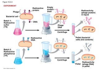 Figure 16.4-3
Bacterial cell
Phage
Batch 1:
Radioactive
sulfur
(35
S)
Radioactive
protein
DNA
Batch 2:
Radioactive
phosphorus
(32
P)
Radioactive
DNA
Empty
protein
shell
Phage
DNA
Centrifuge
Centrifuge
Radioactivity
(phage protein)
in liquid
Pellet (bacterial
cells and contents)
Pellet
Radioactivity
(phage DNA)
in pellet
EXPERIMENT
 