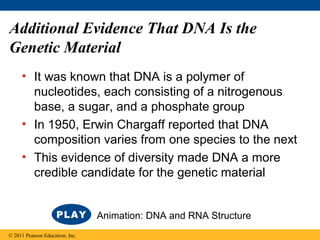 Additional Evidence That DNA Is the
Genetic Material
• It was known that DNA is a polymer of
nucleotides, each consisting of a nitrogenous
base, a sugar, and a phosphate group
• In 1950, Erwin Chargaff reported that DNA
composition varies from one species to the next
• This evidence of diversity made DNA a more
credible candidate for the genetic material
© 2011 Pearson Education, Inc.
Animation: DNA and RNA Structure
 