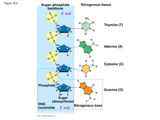 Figure 16.5
Sugar–phosphate
backbone
Nitrogenous bases
Thymine (T)
Adenine (A)
Cytosine (C)
Guanine (G)
Nitrogenous base
Phosphate
DNA
nucleotide
Sugar
(deoxyribose)
3′ end
5′ end
 