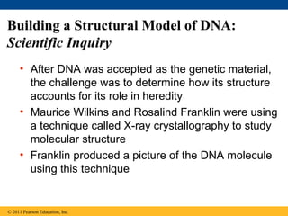 Building a Structural Model of DNA:
Scientific Inquiry
• After DNA was accepted as the genetic material,
the challenge was to determine how its structure
accounts for its role in heredity
• Maurice Wilkins and Rosalind Franklin were using
a technique called X-ray crystallography to study
molecular structure
• Franklin produced a picture of the DNA molecule
using this technique
© 2011 Pearson Education, Inc.
 
