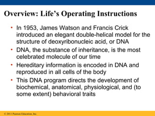 Overview: Life’s Operating Instructions
• In 1953, James Watson and Francis Crick
introduced an elegant double-helical model for the
structure of deoxyribonucleic acid, or DNA
• DNA, the substance of inheritance, is the most
celebrated molecule of our time
• Hereditary information is encoded in DNA and
reproduced in all cells of the body
• This DNA program directs the development of
biochemical, anatomical, physiological, and (to
some extent) behavioral traits
© 2011 Pearson Education, Inc.
 
